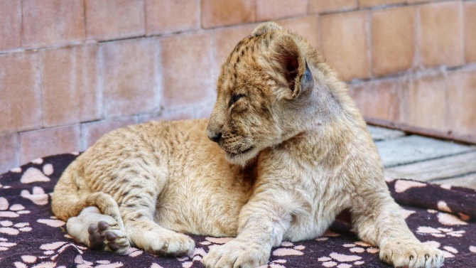 Две малки лъвчета са новите обитатели на варненския зоопарк