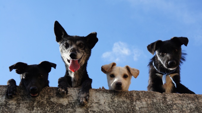 В Каварна започва кампания за осиновяване на безстопанствени кучета срещу заплащане