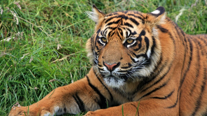 Рядък суматрански тигър умря в капан