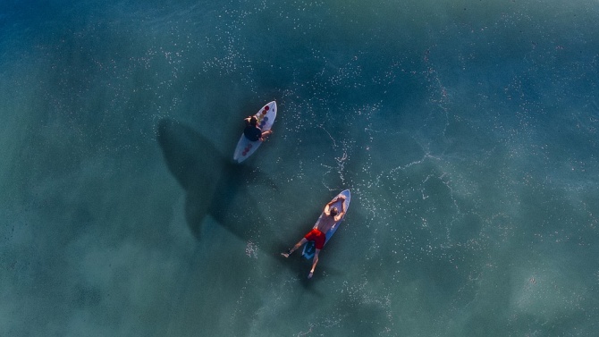 Сърфист загина след нападение от акула в Австралия 