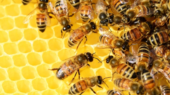 БАБХ проверява сигнал за пчелни кошери 