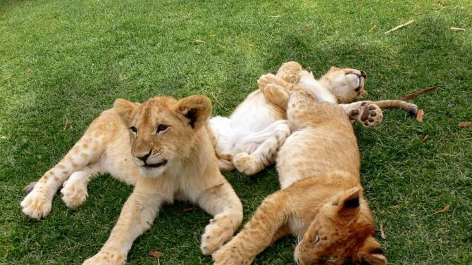 Три редки лъвчета се родиха в чешки зоопарк 