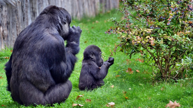 Почина новородената горила в зоопарка в Ню Орлиънс
