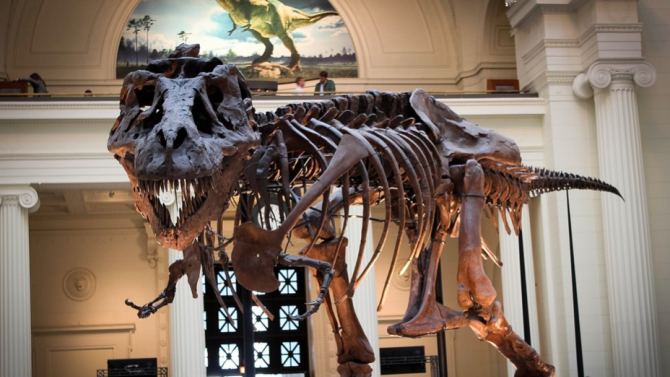 Скелет на Тиранозавър рекс отива на търг в Ню Йорк