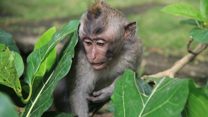  Маймуна открадна телефона на студент, за да си направи селфита