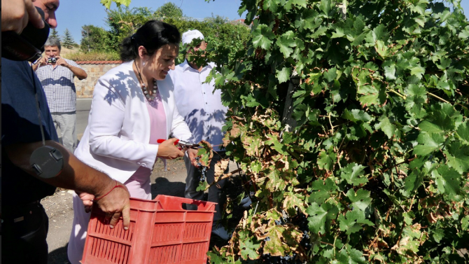 Министър Танева: За първи път тази година гроздопроизводителите получиха директна подкрепа