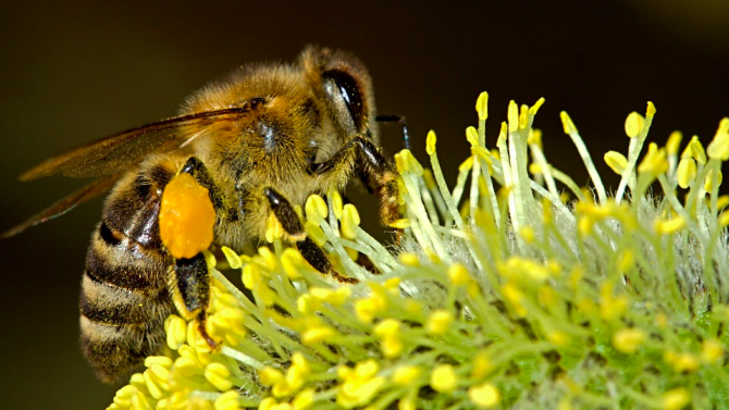 Биолози научиха пчели да опрашват растения по миризмата