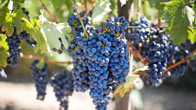 До 40% по-малко добив на грозде тази година в Североизточна България 