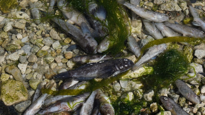РИОСВ-Хасково провери сигнали за умряла риба в р. Марица извърши 
