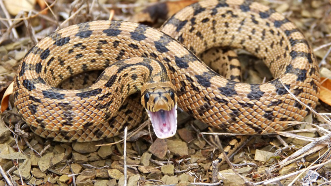 Американка откри двуглава змия в дома си