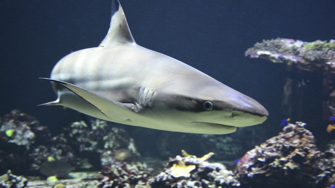 Природозащитници скочиха срещу ваксината за COVID-19: Така убивате акулите!