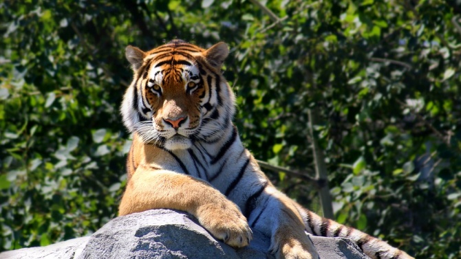 Индийските власти преследват тигър, убил осем души 