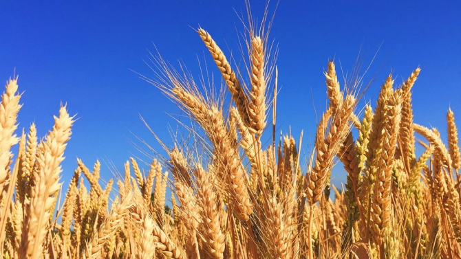 Аржентина одобри отглеждането на генно модифицирана пшеница 