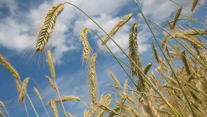 Земеделските стопани в Добричко произведоха 328 801 тона фуражно зърно