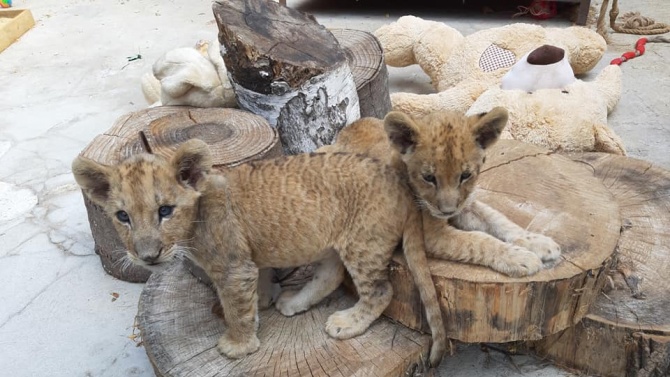Лъвчетата Косара и Симба растат игриви във варненския зоокът 