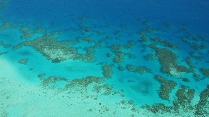 Над 50 процента от коралите на Големия бариерен риф са загинали от 90-те години насам