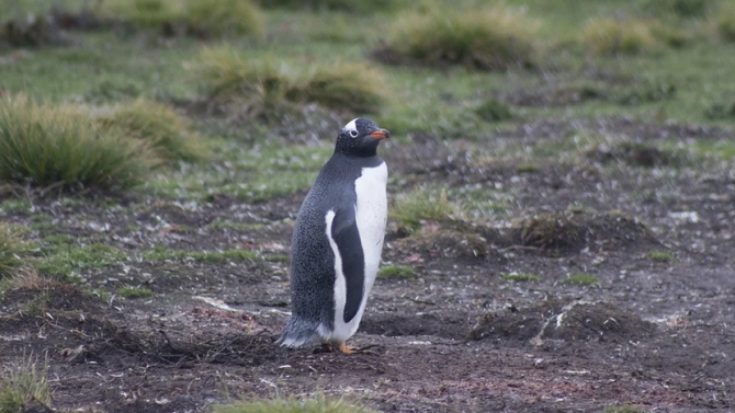 Най-възрастният пингвин в света е в Дания 