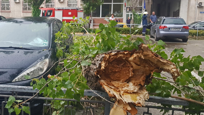 Голямо дърво падна и потроши коли в Пловдив