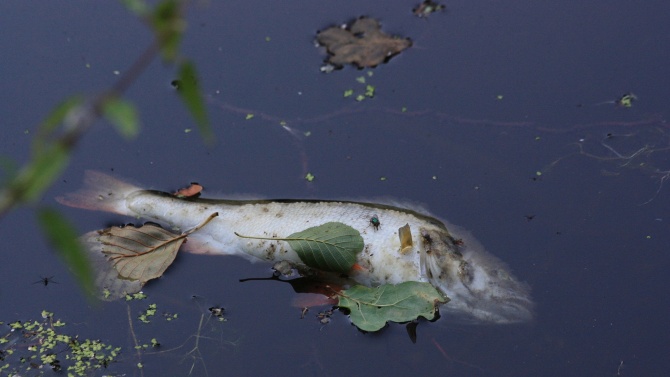Проверяват сигнал за мъртва риба в река Тунджа