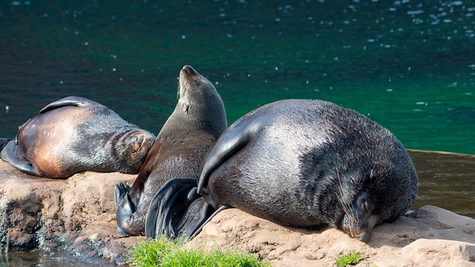 Масово измиране на тюлени в Намибия застрашава бъдещето на популацията