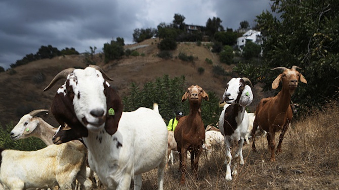 Националната овцевъдна и козевъдна асоциация: Местната власт раздава пасищата на приближени хора 