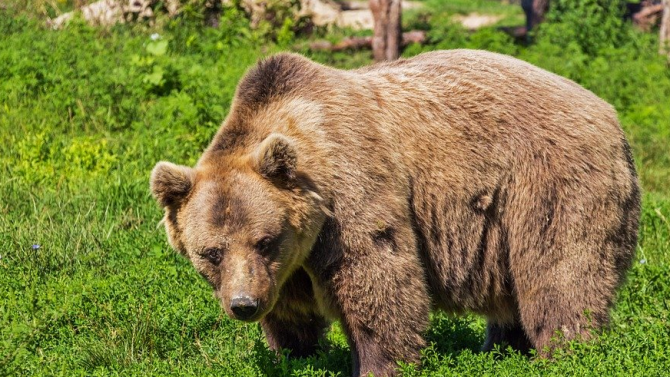 WWF започва кампания за опазване на мечките в България