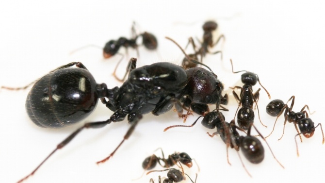 Мравуняк с живи мравки става част от експозицията на Регионалния природонаучен музей в Пловдив