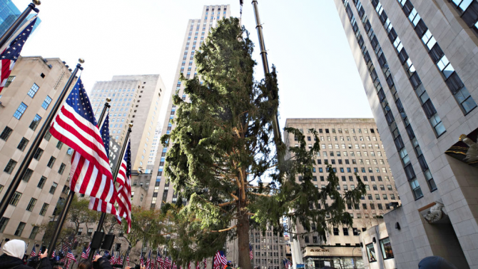 В Ню Йорк издигнаха коледното дърво на Рокфелер плаза