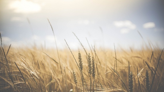 Масиви с млада пшеница в Добричка област започнаха да пожълтяват заради продължаващото засушаване 