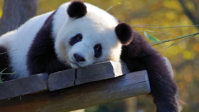 Зоологическа градина върна пандите си на Китай заради недостиг на бамбук