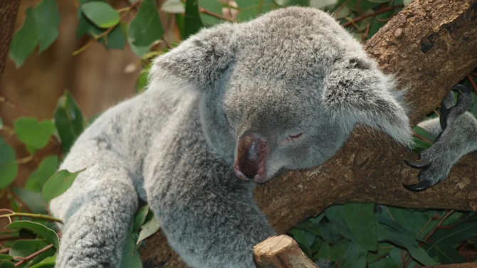 Австралийка намери коала в коледното си дърво 