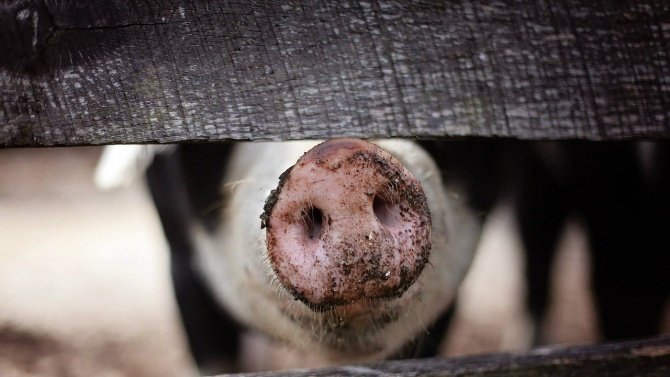 31 случая на африканска чума по свинете през ноември