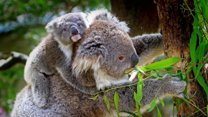 Над 60 000 коали са пострадали от "черното лято" в Австралия