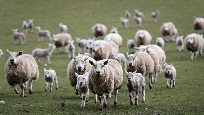 Определени са ставките за обвързано подпомагане за овце-майки, кози-майки и месодайни крави за 2020 г.