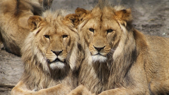 Лъвове в зоопарк преболедували коронавируса