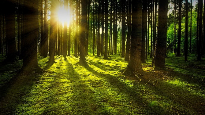 WWF и ЮЗДП ще възстановяват гори в пет зони от екологичната мрежа "Натура 2000" 