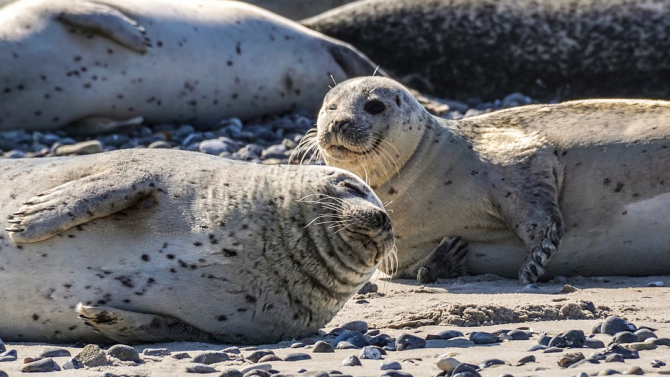 Антарктически тюлени общуват в стил "Междузвездни войни" 