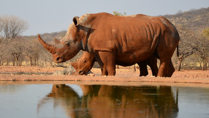 Намалява бракониерството на носорози и слонове в Намибия 