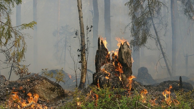 Ето колко от горите в Североизточното държавно предприятие са били засегнати от пожари 