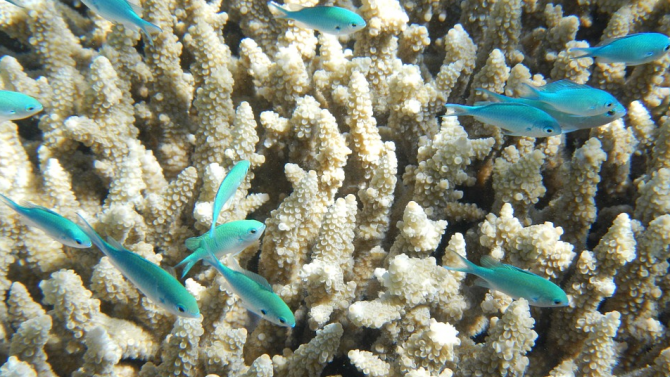 Тайванските коралови рифове агонизират 