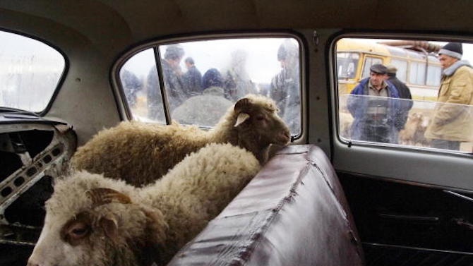 Контрабандисти скриха овце на необичайно място