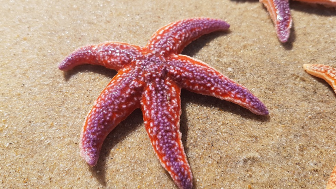Откриха най-древната морска звезда 