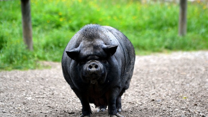 55 вторични огнища на Африканска чума по свинете са установени в Хасковско