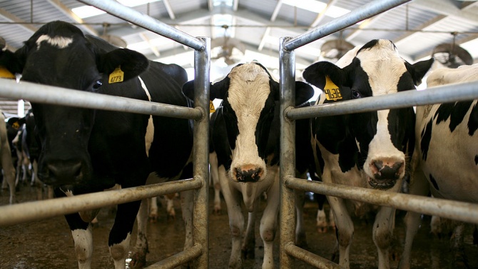 Десетки млечни крави загинаха под рухнал обор в Италия