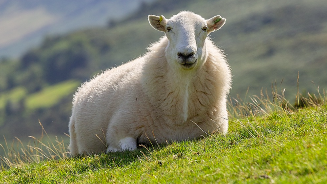 Гневна овца прати австралиец в болница