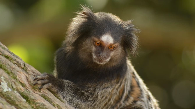 Учени от Цюрихския университет Швейцария са установили че вид дребни примати