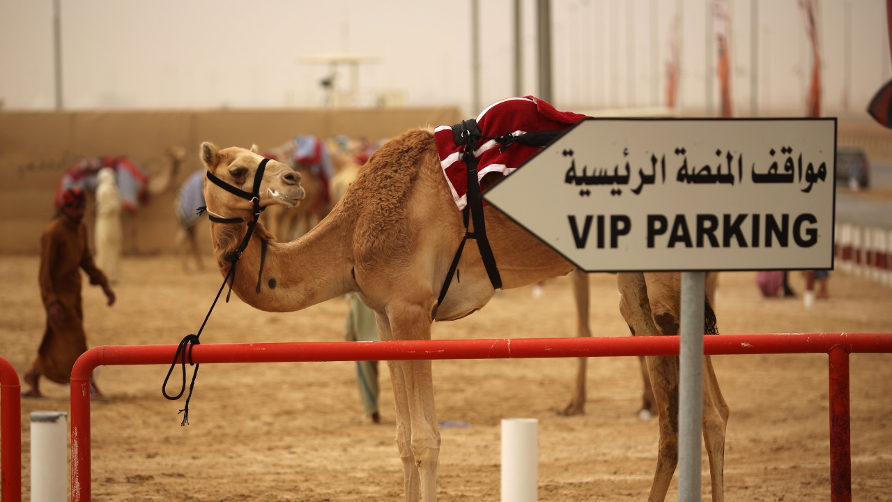 Мъж открадна камила, за да я подари на приятелката си