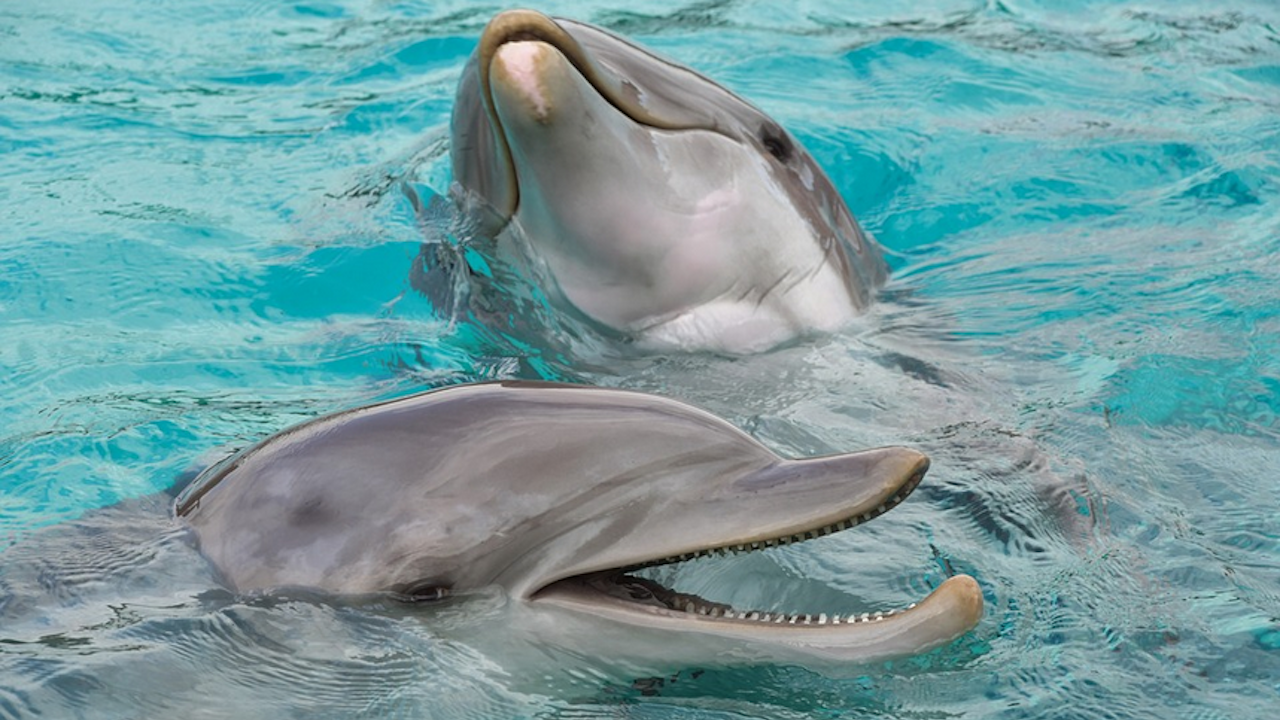 Делфините приличат на хората повече, отколкото се смяташе досега