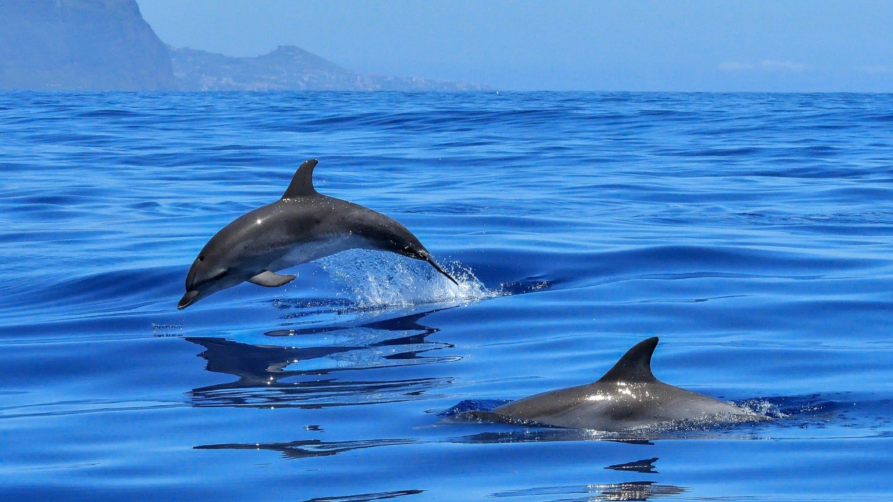 Делфините приличат на хората повече, отколкото се смяташе досега 
