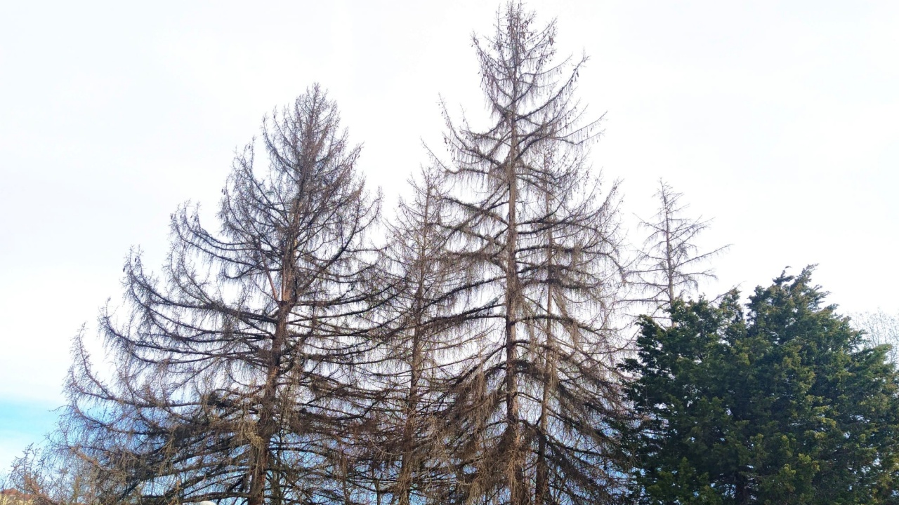 Премахват опасни дървета във Велико Търново